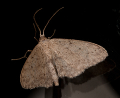 Idaea