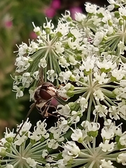 Leucozona laternaria