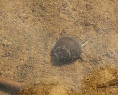 Viviparus viviparus