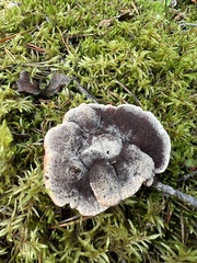 Phellodon niger