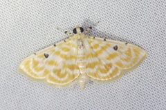 Notarcha aurolinealis