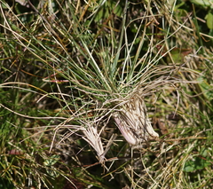 Nardus stricta