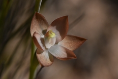 Thelymitra epipactoides