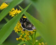 Syngrapha interrogationis