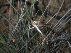 Caladenia varians