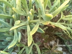 Crithmum maritimum