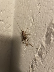 Gryllomorpha dalmatina