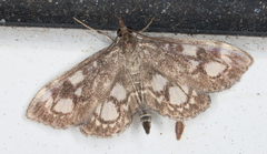 Anania coronata