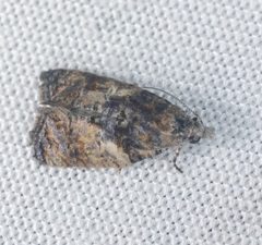 Polylopha cassiicola