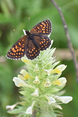 Melitaea athalia