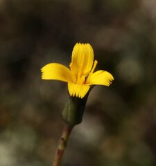 Hypochaeris glabra