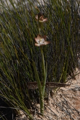 Thelymitra epipactoides