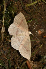 Cyclophora linearia