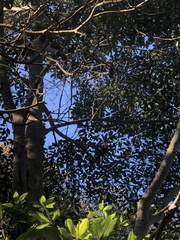 Alisterus scapularis