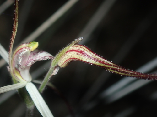 Image of Caladenia varians by (c) Thomas Mesaglio, some rights reserved (CC BY)