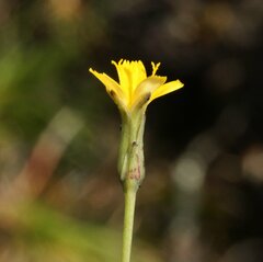 Hypochaeris glabra