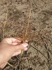 Alisma plantago-aquatica