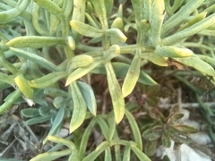 Crithmum maritimum