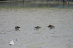Calidris ferruginea