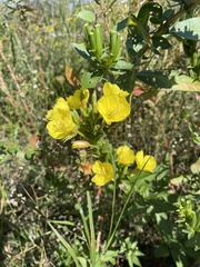 Oenothera parviflora