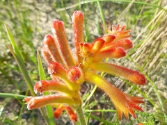 Anigozanthos humilis
