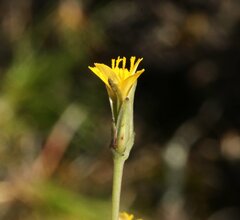 Hypochaeris glabra