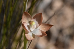 Thelymitra epipactoides