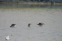 Calidris ferruginea