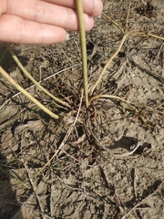 Alisma plantago-aquatica