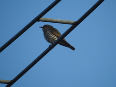 Chrysococcyx minutillus