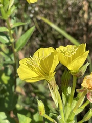 Oenothera parviflora