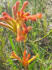 Anigozanthos humilis