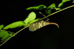 Pyrops candelaria