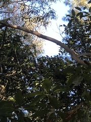 Alisterus scapularis