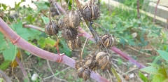 Ricinus communis