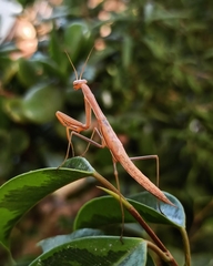 Mantis religiosa