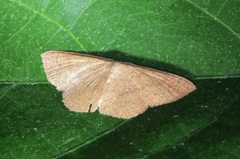 Perixera minorata