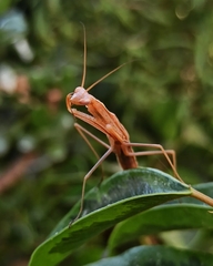 Mantis religiosa