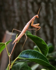Mantis religiosa