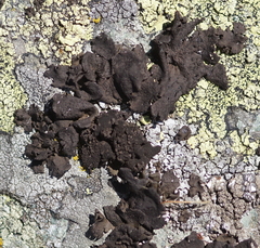 Umbilicaria