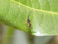 Alysiinae