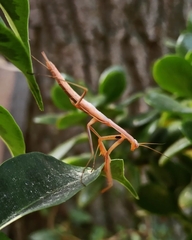 Mantis religiosa