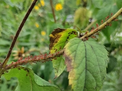 Uroleucon obscuricaudatum