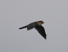 Falco chicquera