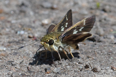 Platylesches moritili