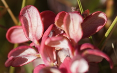 Exobasidium vaccinii-uliginosi