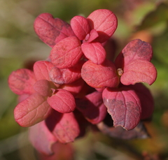 Exobasidium vaccinii-uliginosi