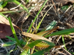 Roeseliana roeselii