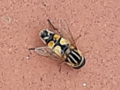 Helophilus trivittatus