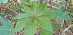 Ricinus communis